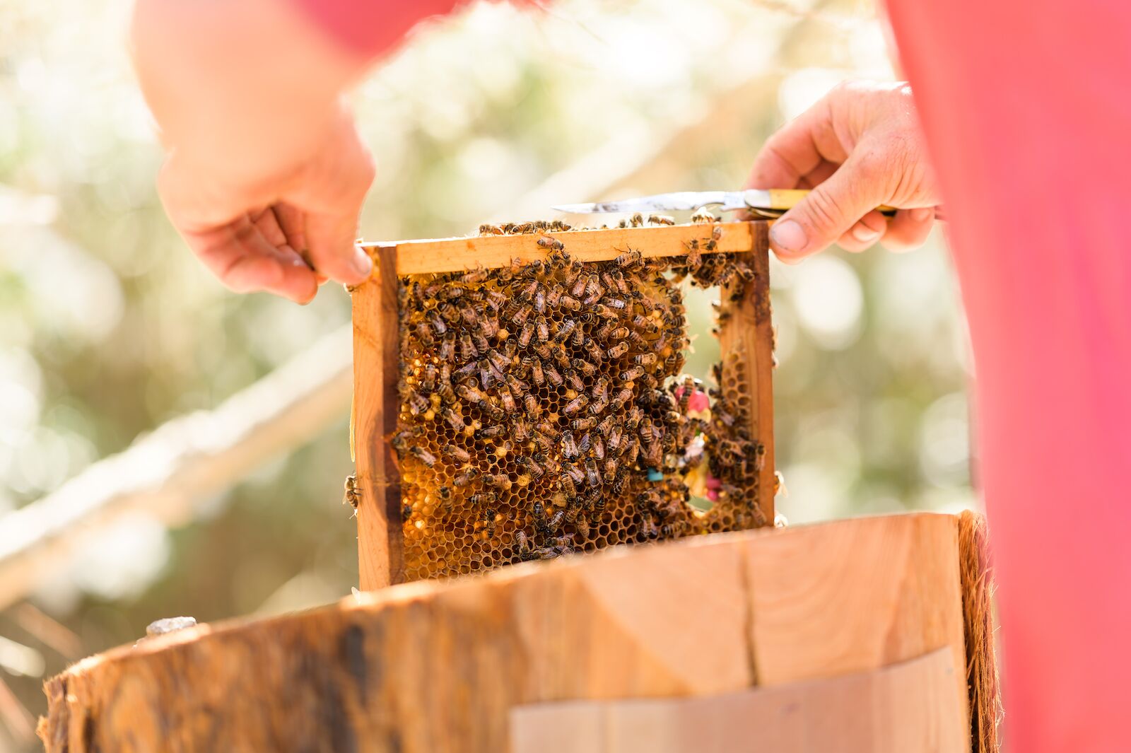 Carneros Resort-bee keeper lifting hive