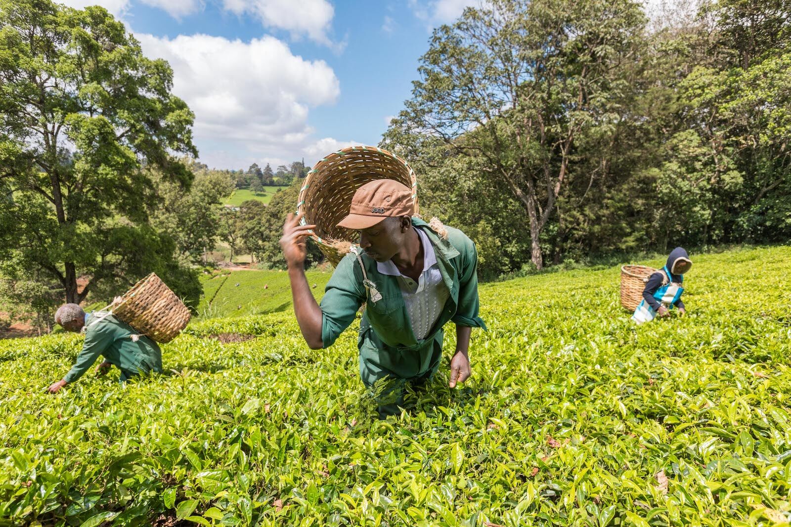 coffee tours kenya