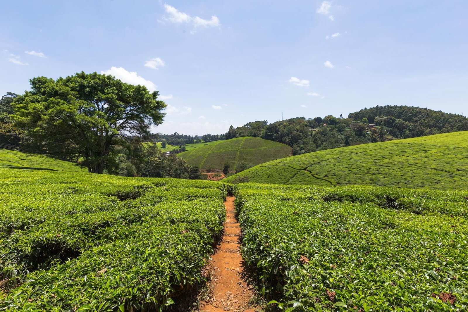 tea farm tour kenya