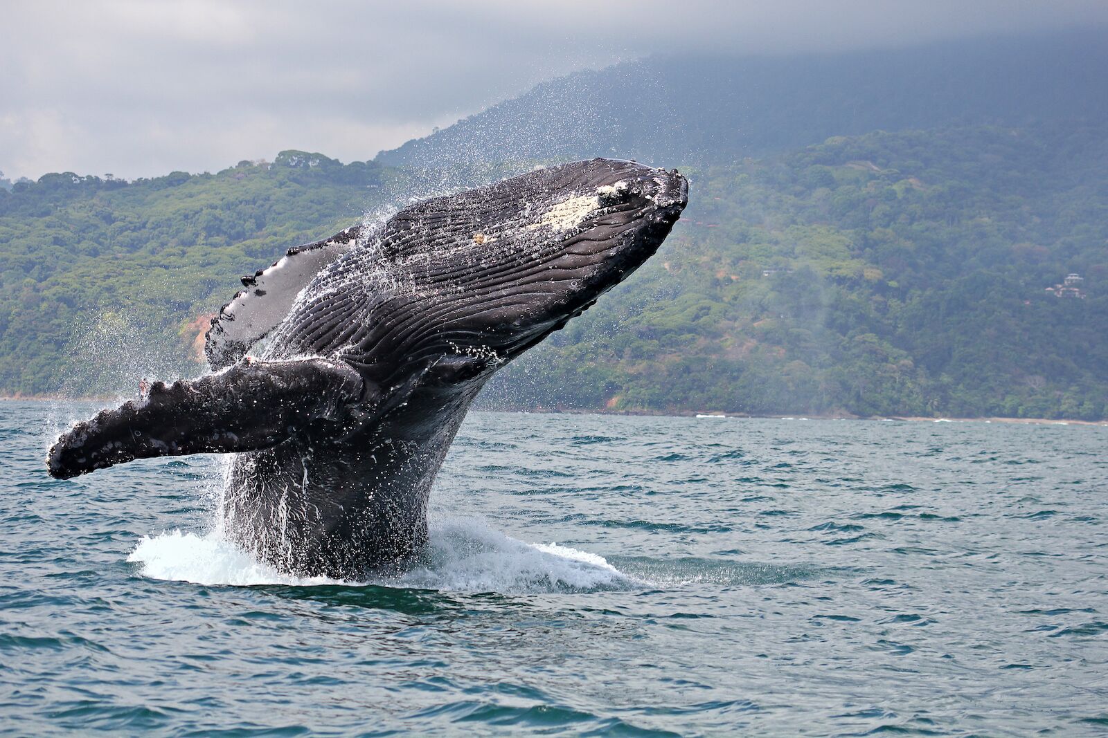 Whale in the water in Costa Rica. Read on to know when is the best time to visit Costa Rica and see wildlife