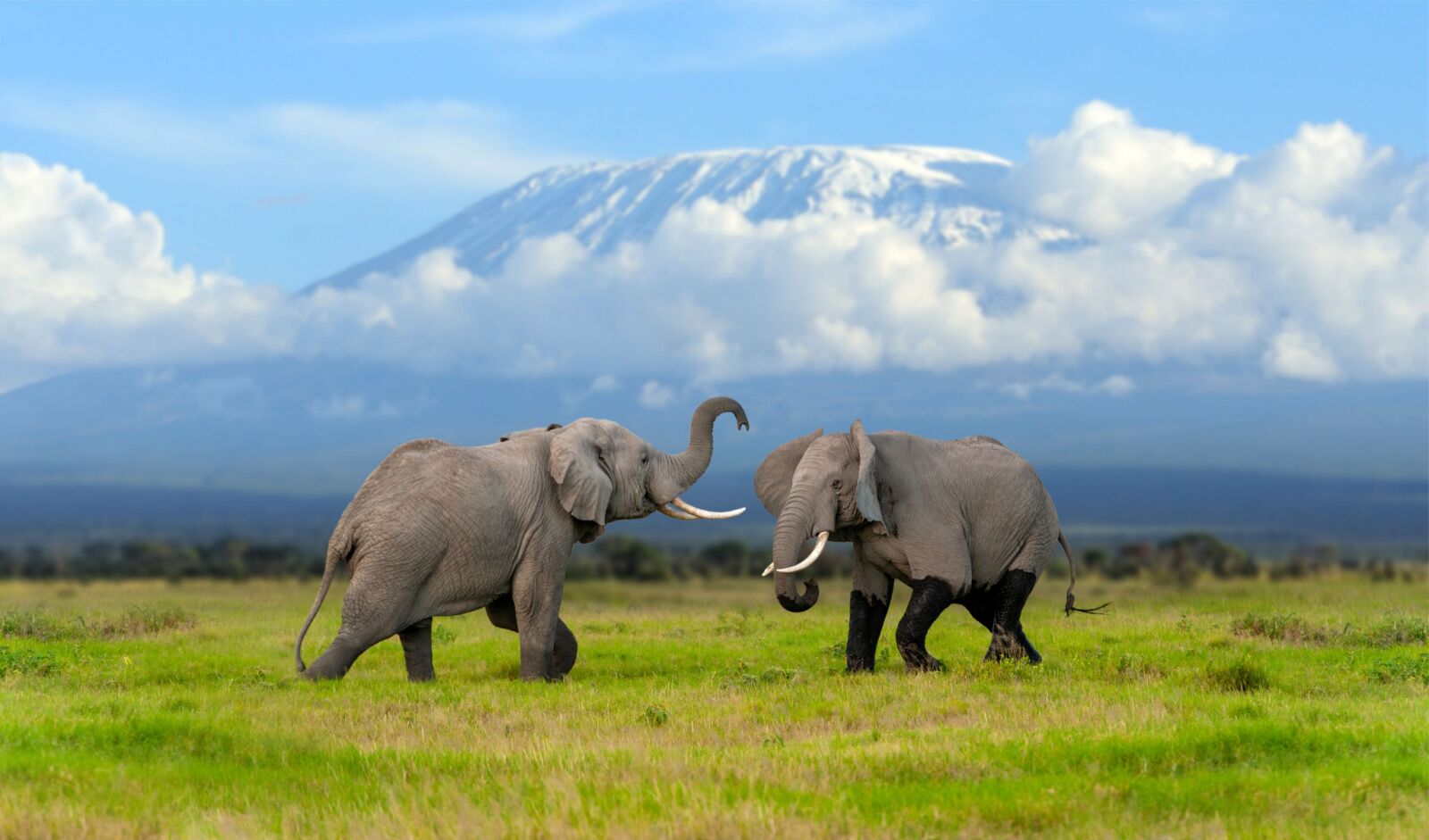 mount kilimanjaro wifi- elephants