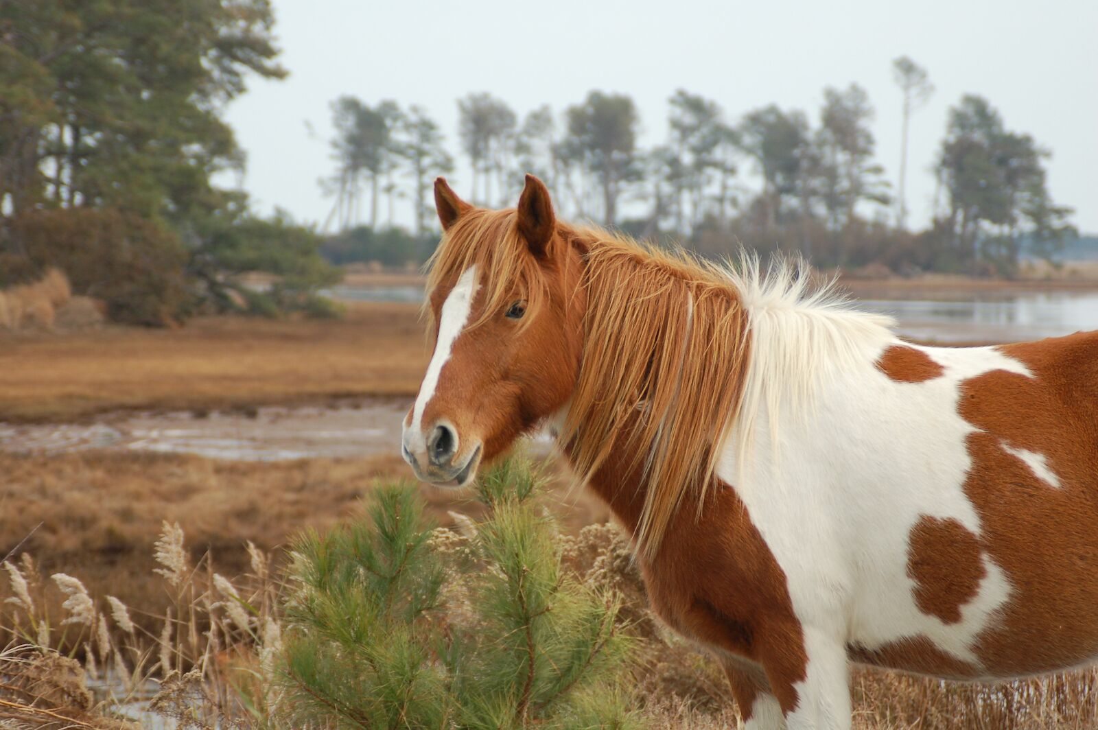 Wild pinto pony in the marsh in the Chincoteague Wildlife Refuge on Assateague Island, Virginia