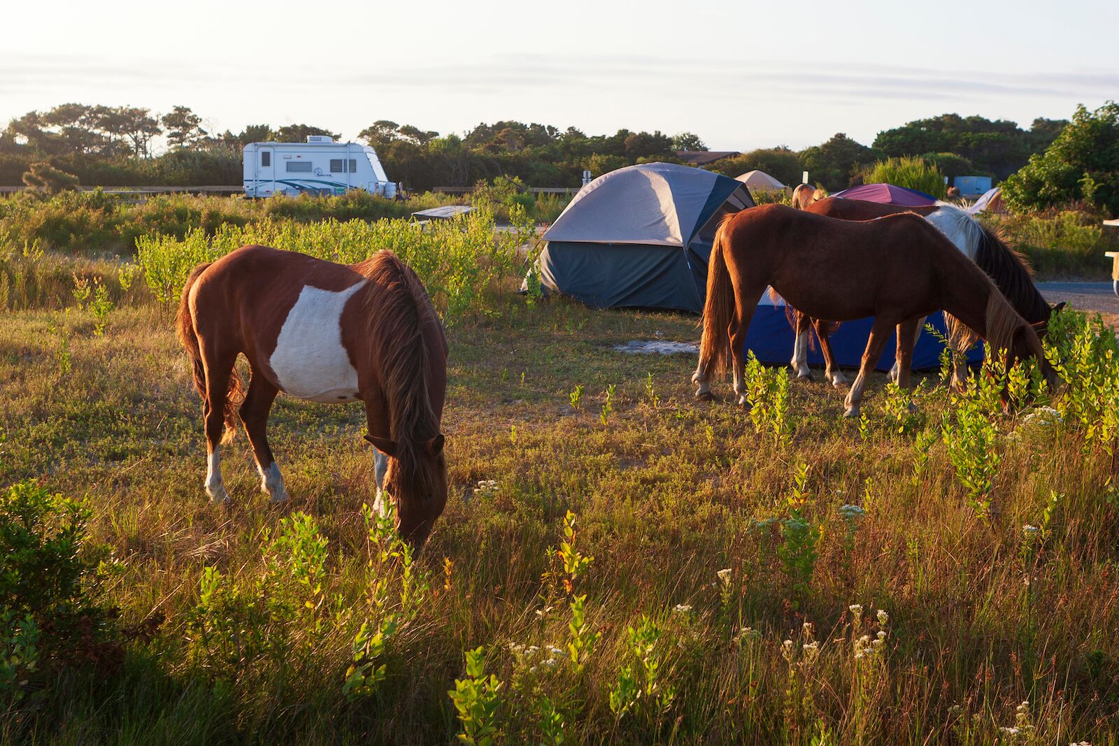 Assateague Island, Maryland, USA - September 01, 2008 Camping on Assateague Island, made famous by its wild horses, can be romantic, or a nightmare if you leave your food unsecured.
