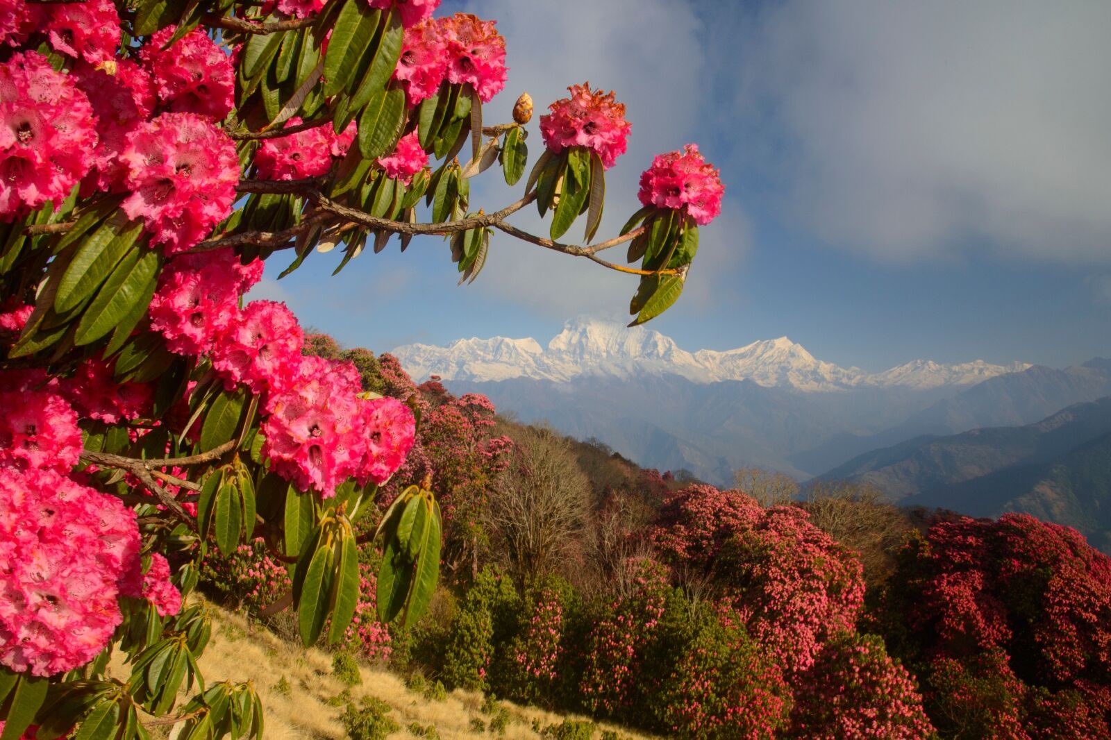 Himalaya Mountains range with red rhododendron flowers that bees use to produce mad honey