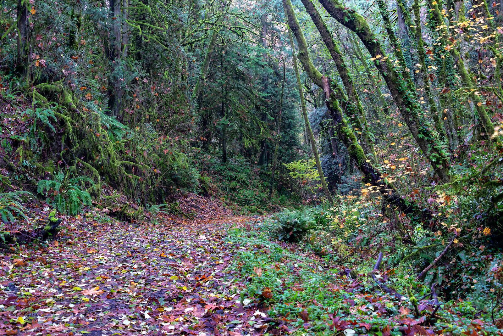 Hiking trail in the Marquam Nature Trail in Portland, Oregon