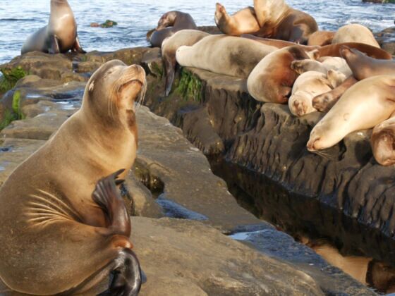 La Jolla Seals and Sea Lions: Exactly How to Visit [Map] - La Jolla Mom