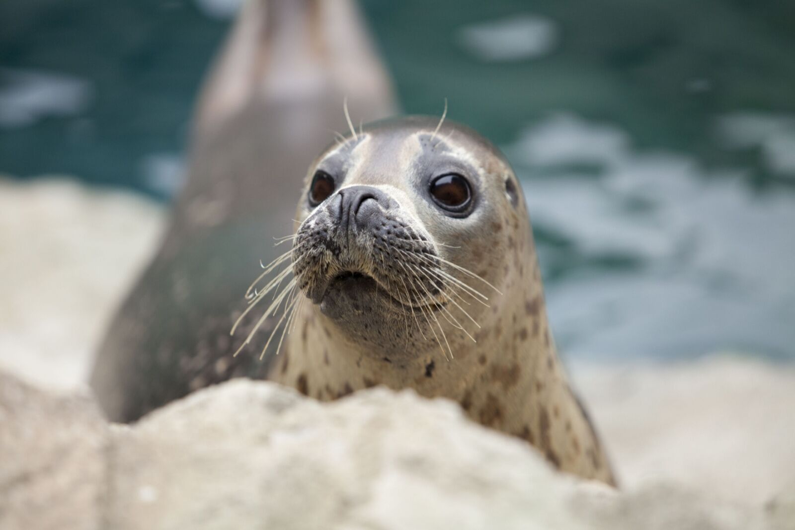 san diego sea lions - harbor seal 