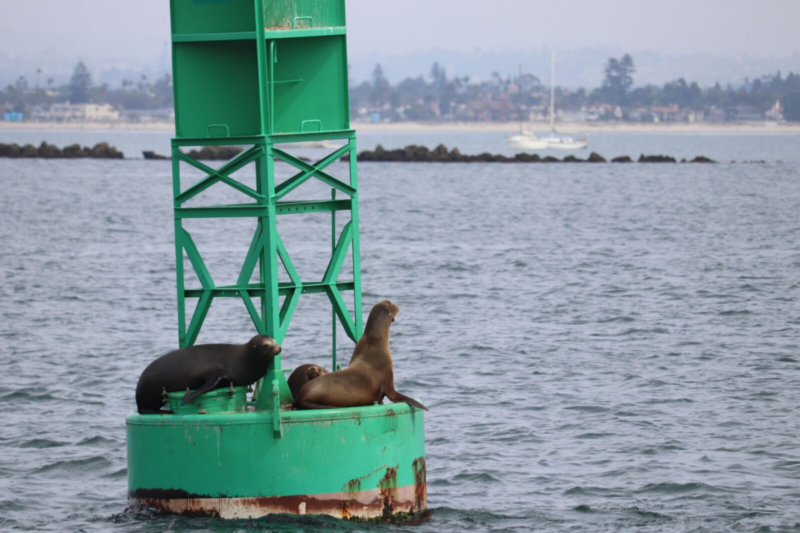 san diego sea lions on bouy