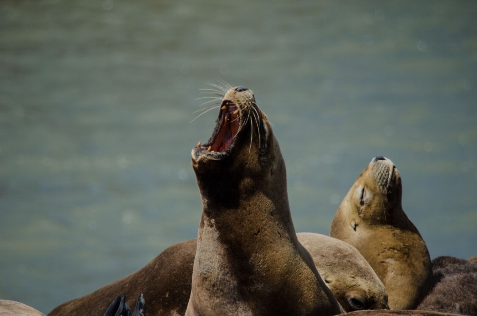 sea lions barking 