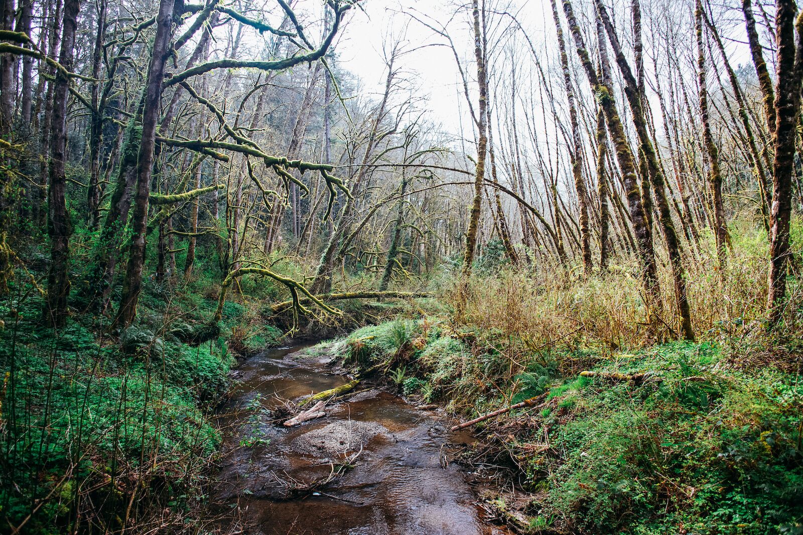 Tryon Creek State Natural Area in Portland, OR