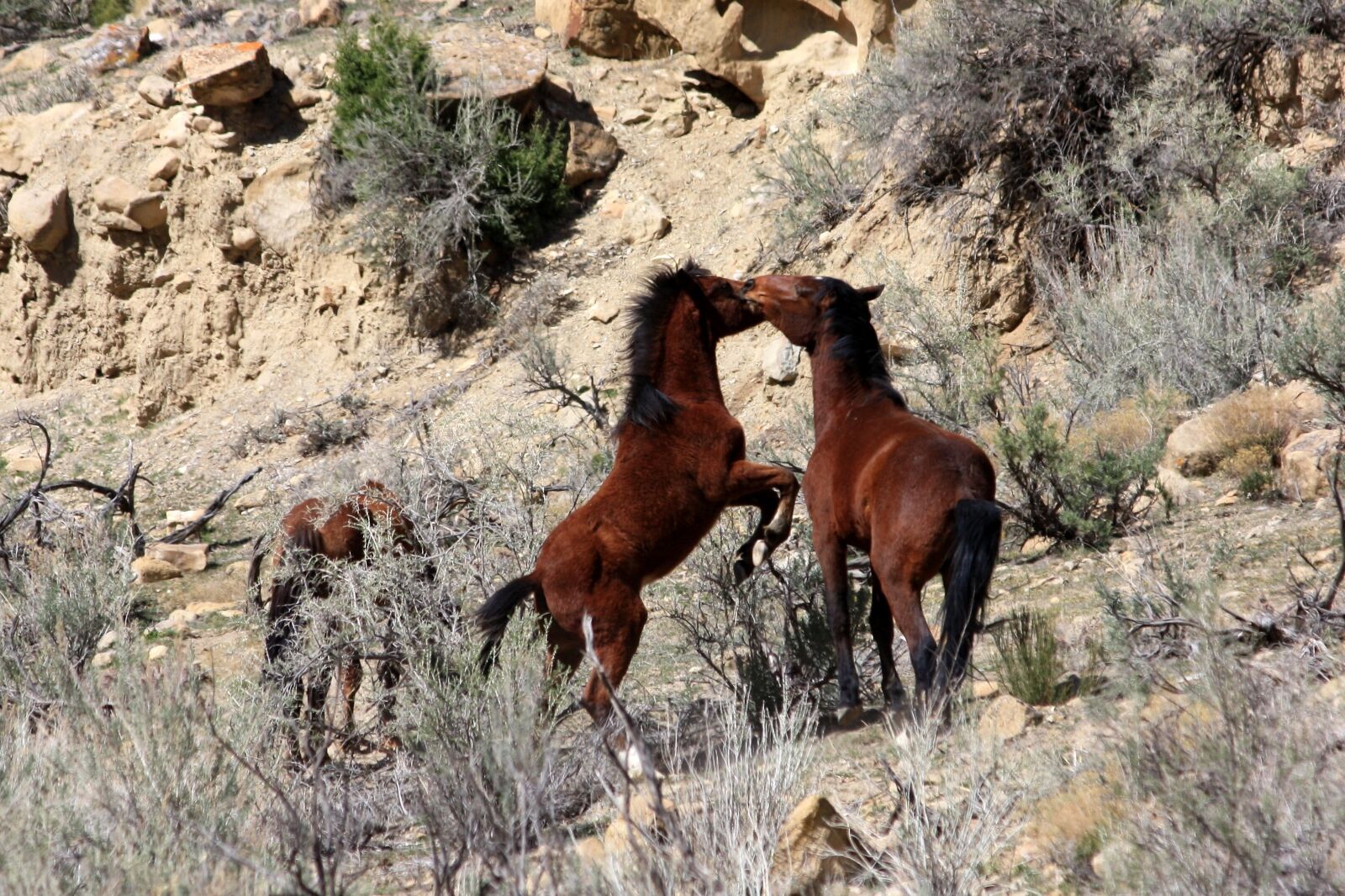 Wild horses in Colorado playing