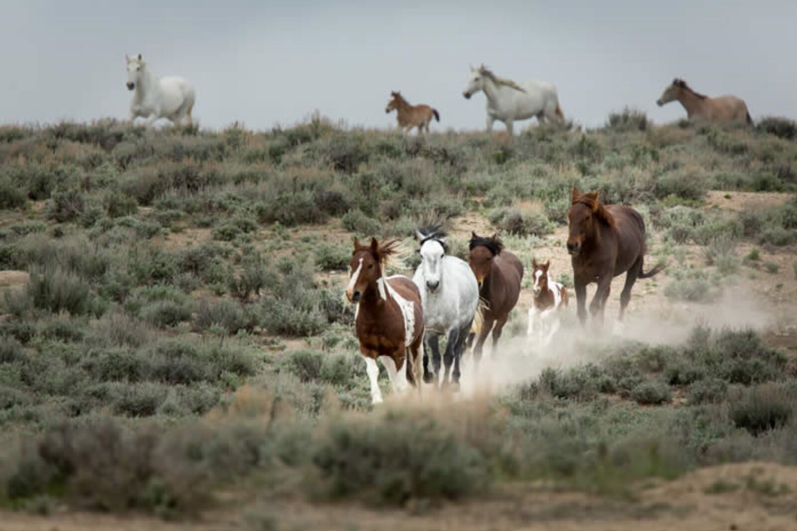 Wild Horses in Colorado in Sand wash Basin