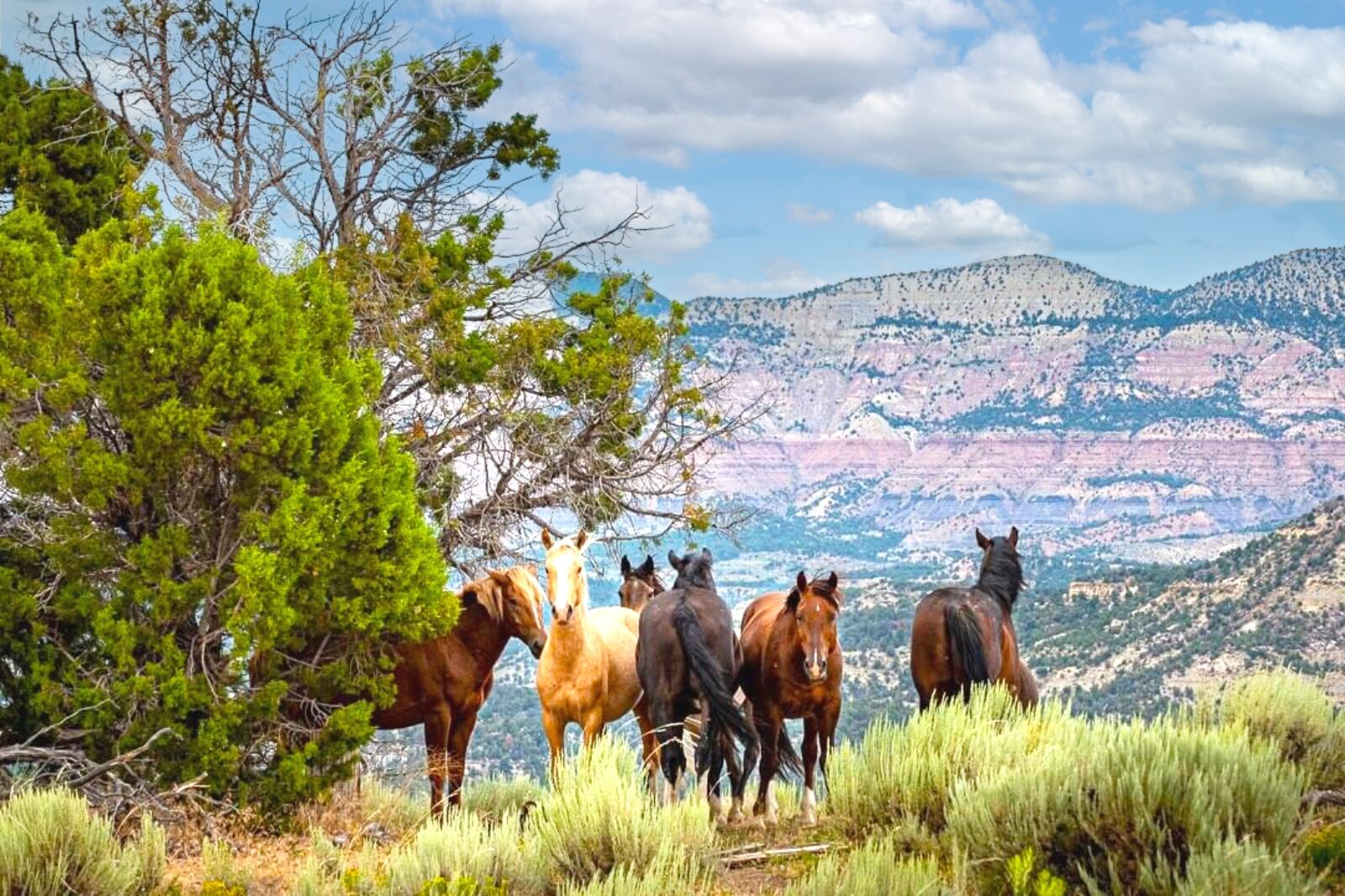Wild horses in Colorado in sunshine