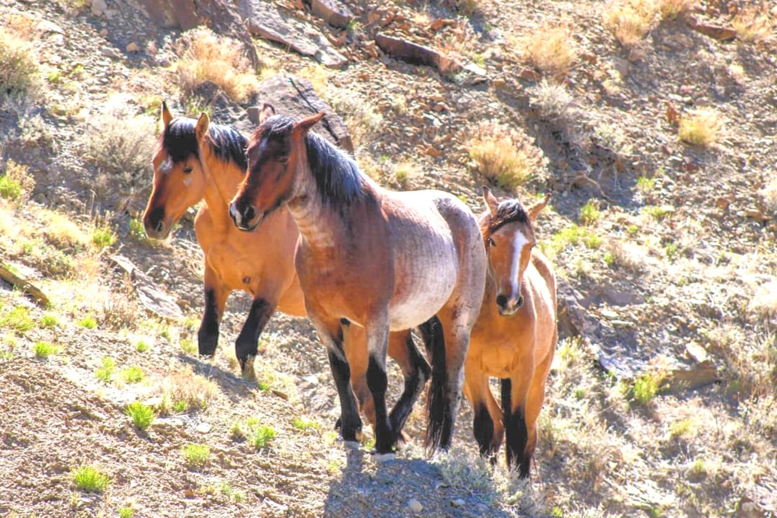 three Wild horses in Colorado