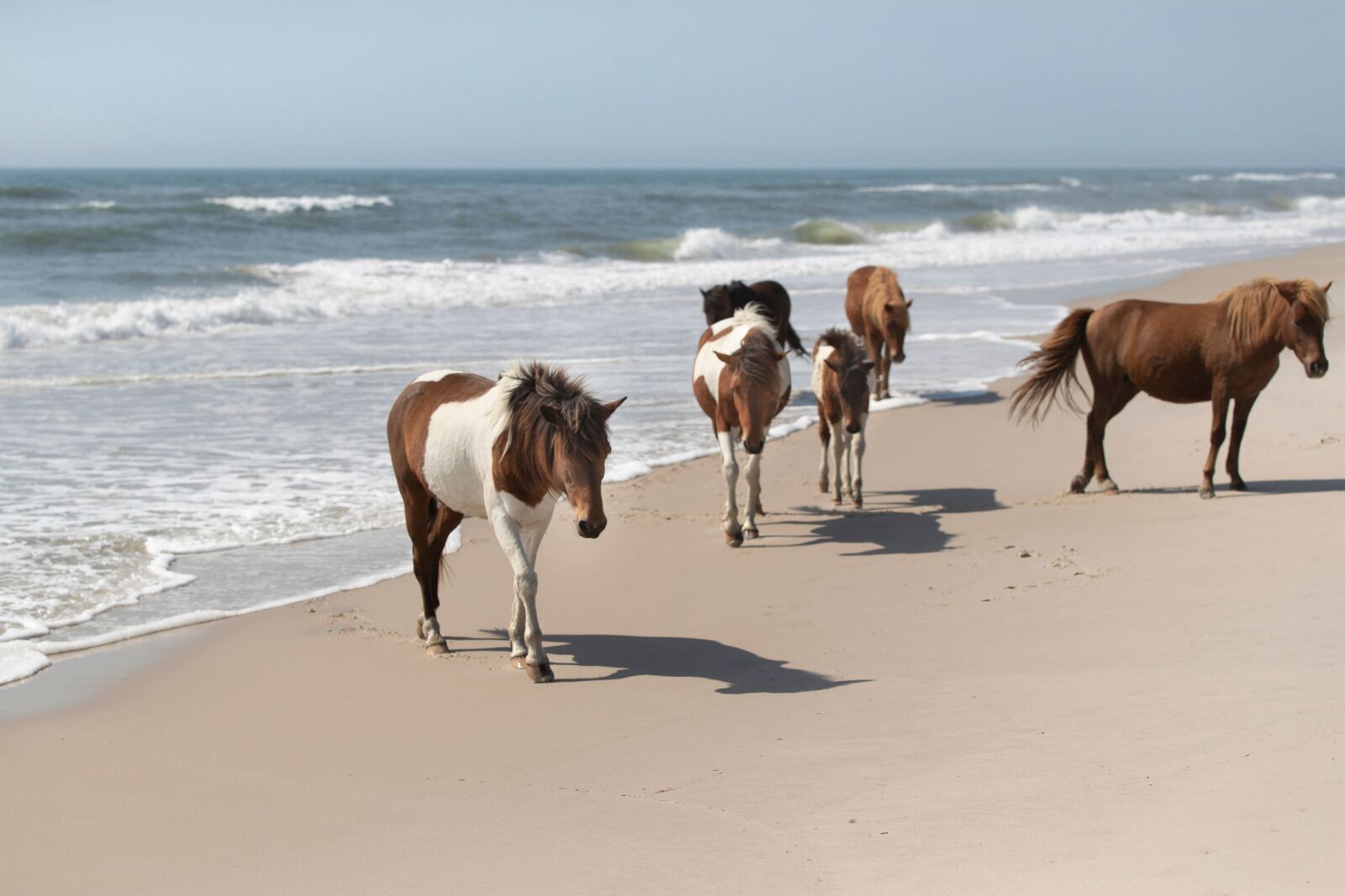 Wild horses of maryland on the beach
