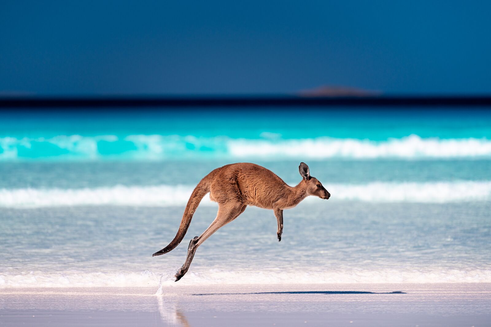 Kangaroo, hopping on the beach in Australia.