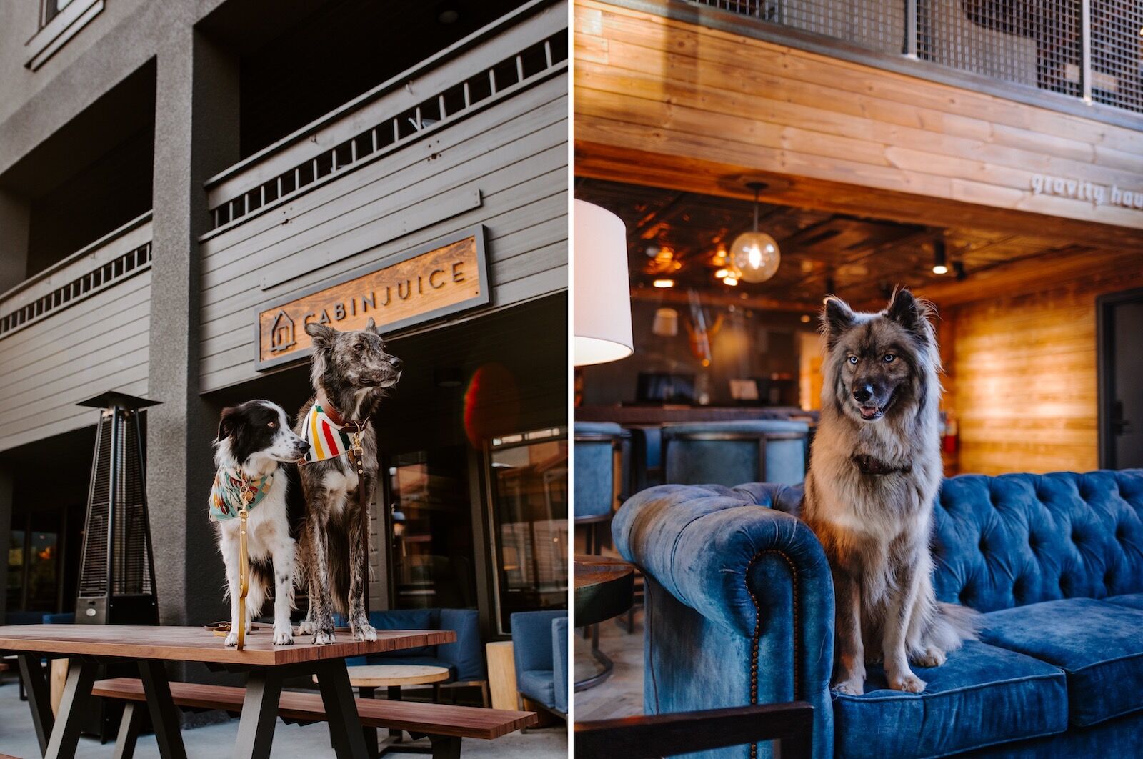 dogs at gravity haus hotel in breckenridge, colorado