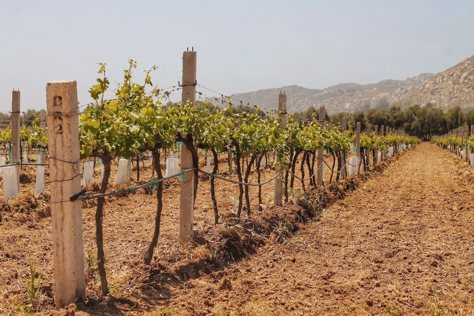 Vines in valle de guadalupe wineries