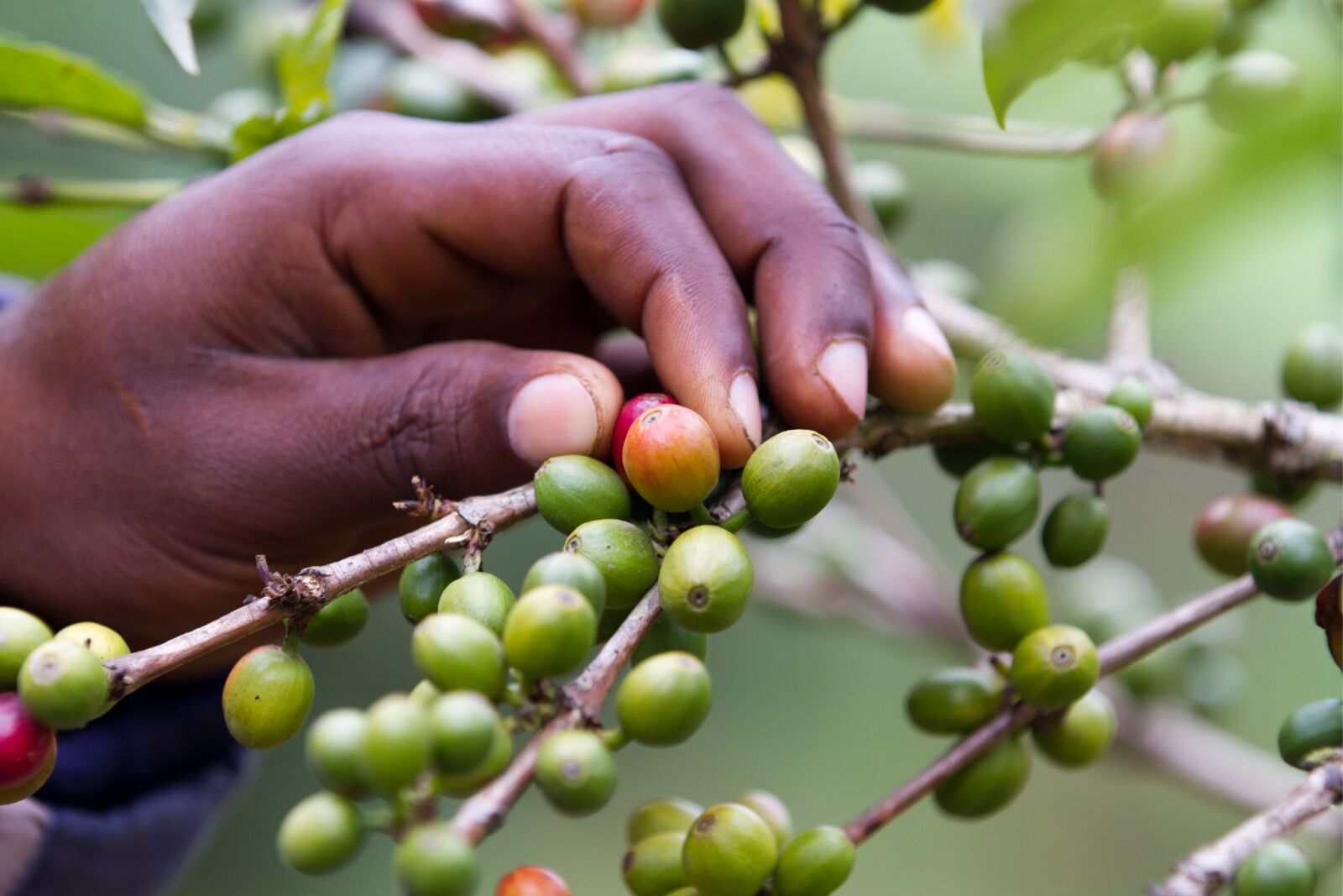 close up of hands on kenyan coffee farm