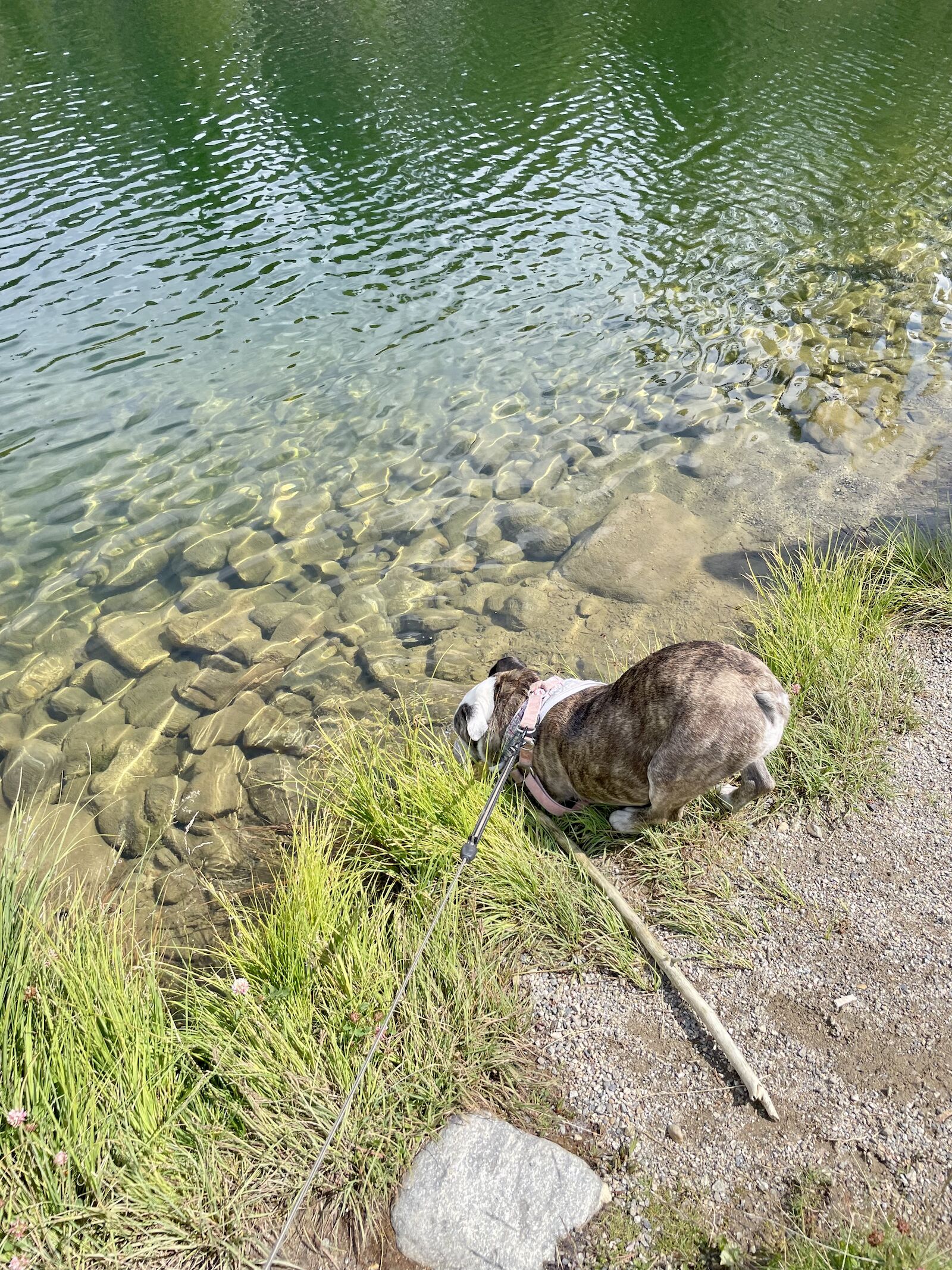 dog cooling off in pond in breckenridge, colorado