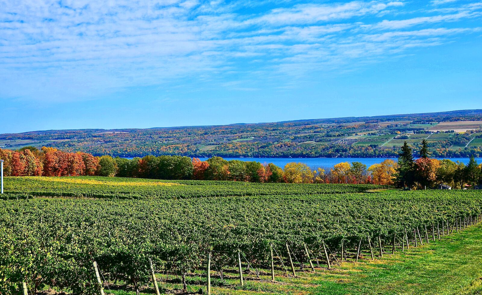 vineyard in the fall ovelrooking the finger lakes-finger lakes wineries