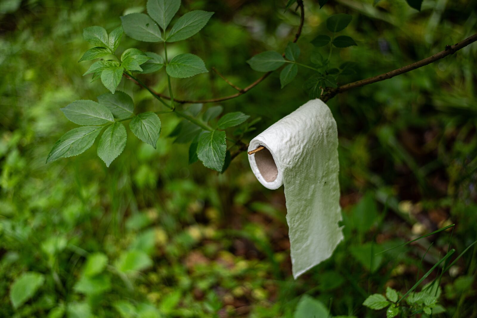 roll of toilet paper hanging from the branch of a tree - how to poop in the woods