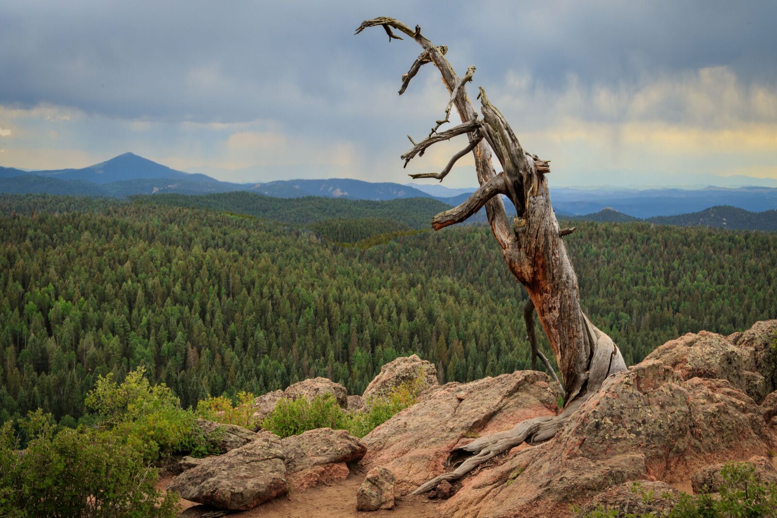 best state parks in colorado tree at mueller 