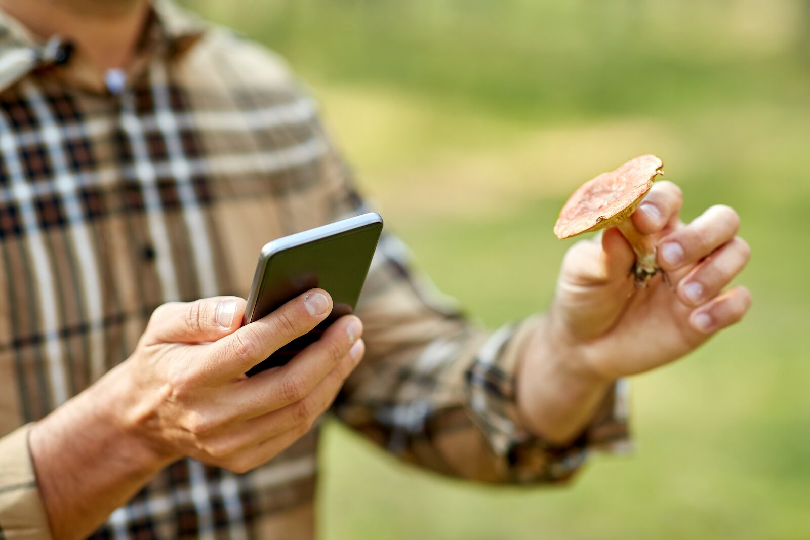 technology, picking season and people concept - close up of male hands with smartphone using mobile app to identify mushroom