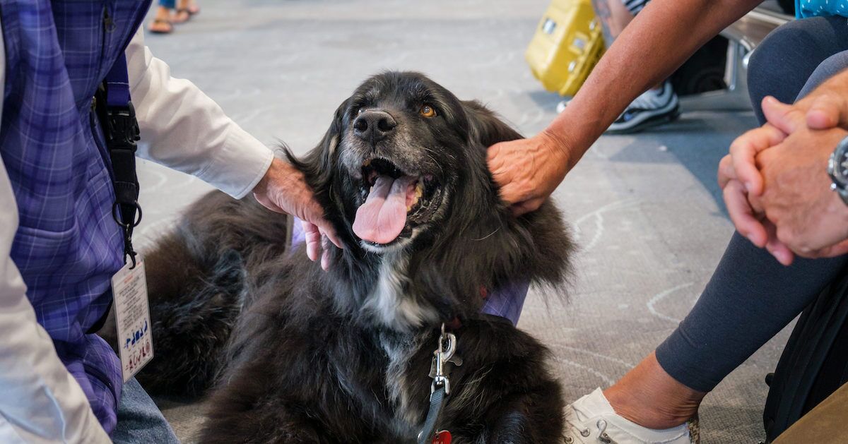 Denver Airport Wins Guinness World Record for Therapy Animal Program