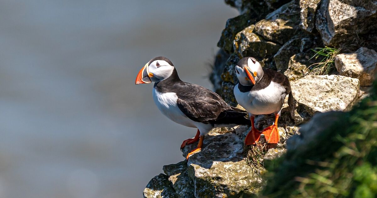 Why it's perfectly normal to see baby puffins thrown off cliffs in