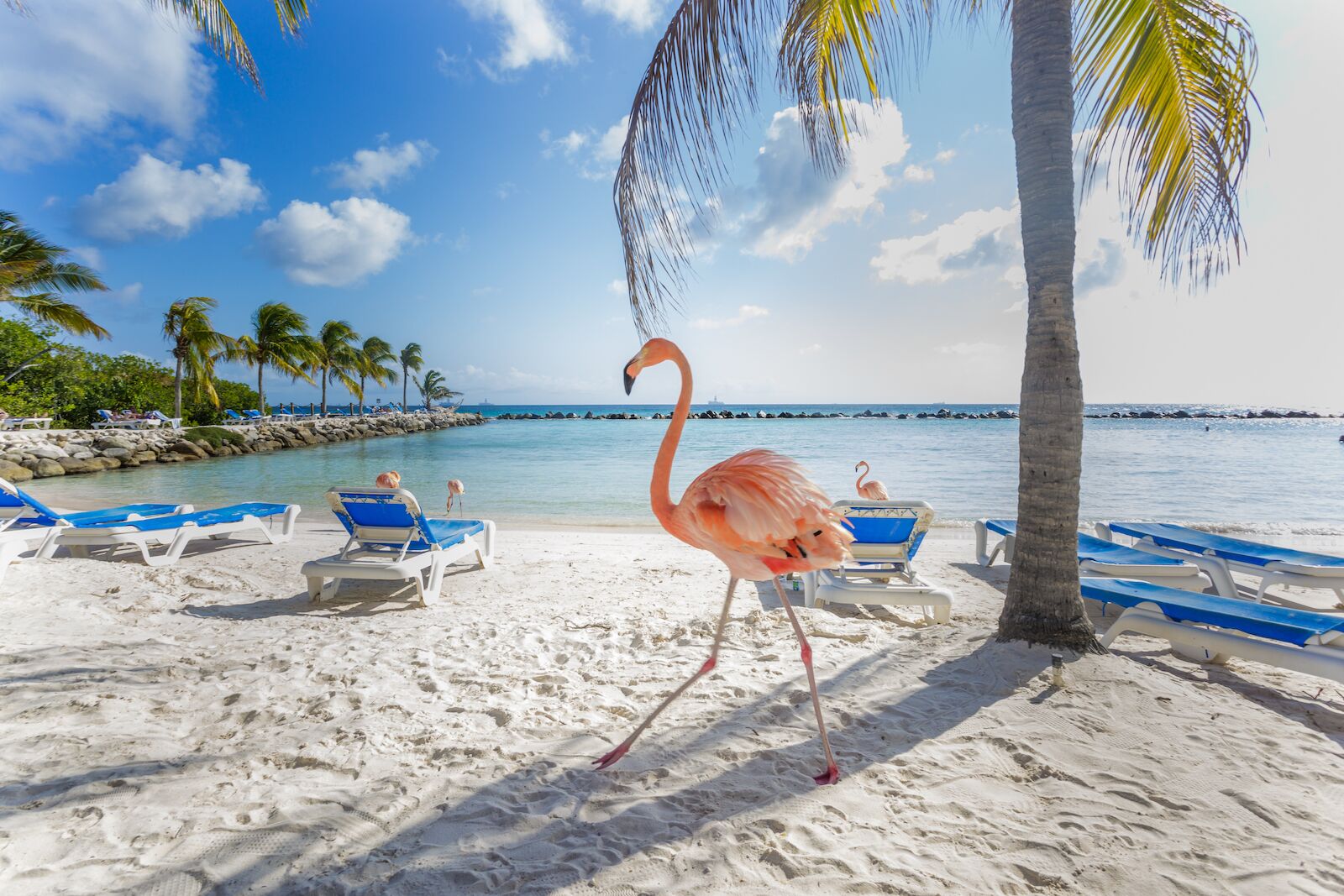 Three flamingos on the beach