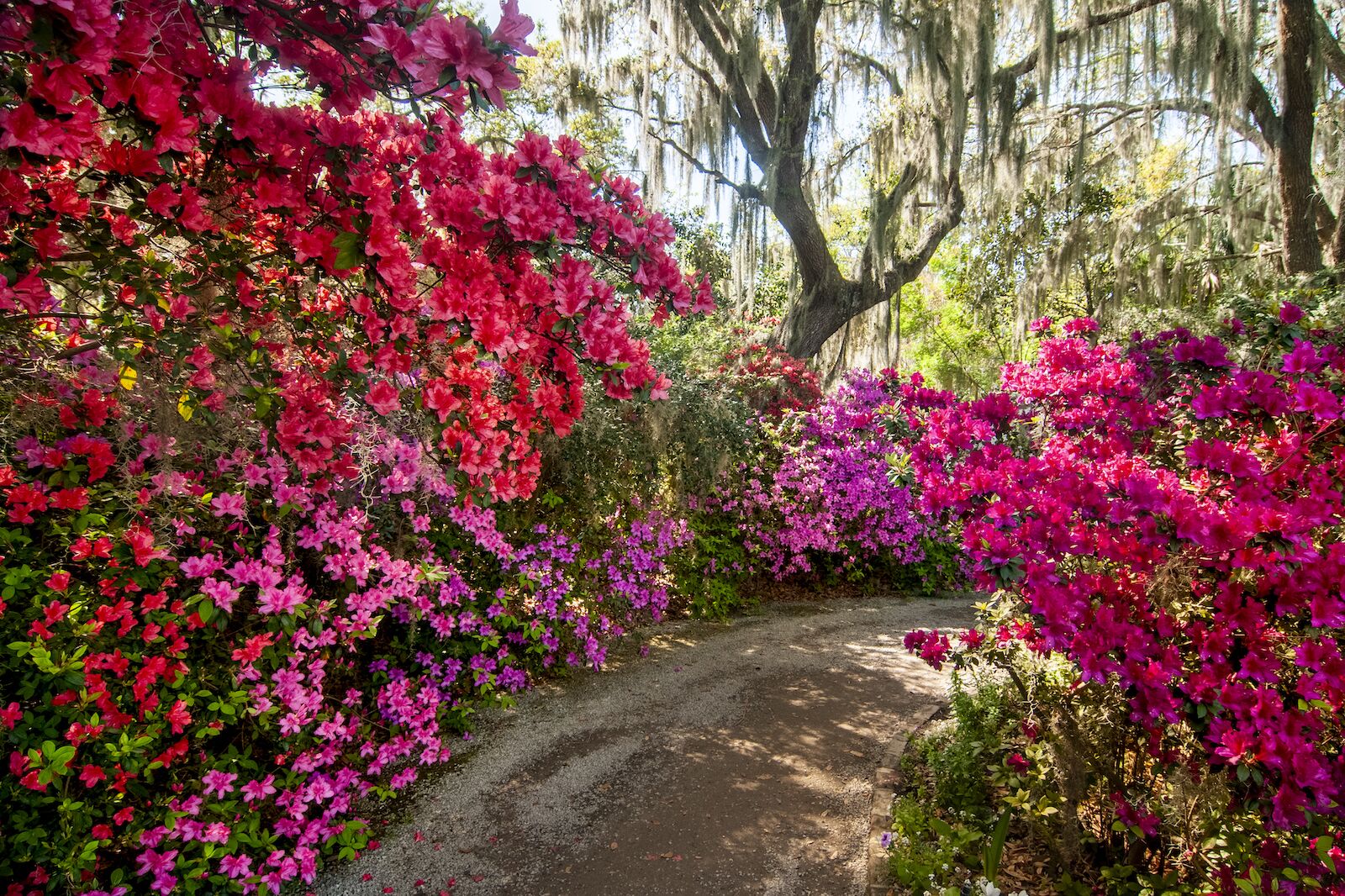 Blooming spring flowers, azaleas, at Magnolia Plantation and Garden in Charleston, SC