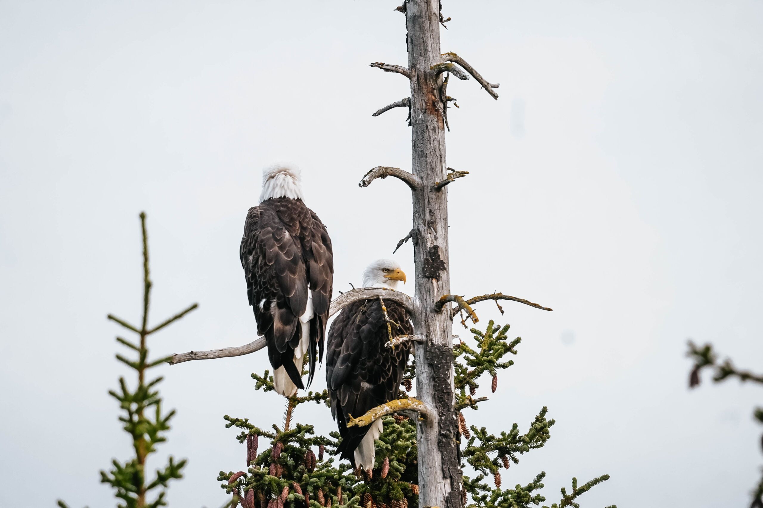 bald eagles in alaska 