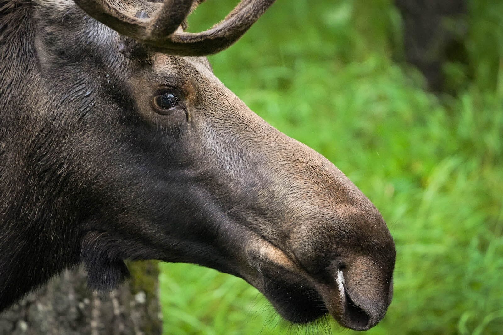 sony a7iv review - moose wildlife shot