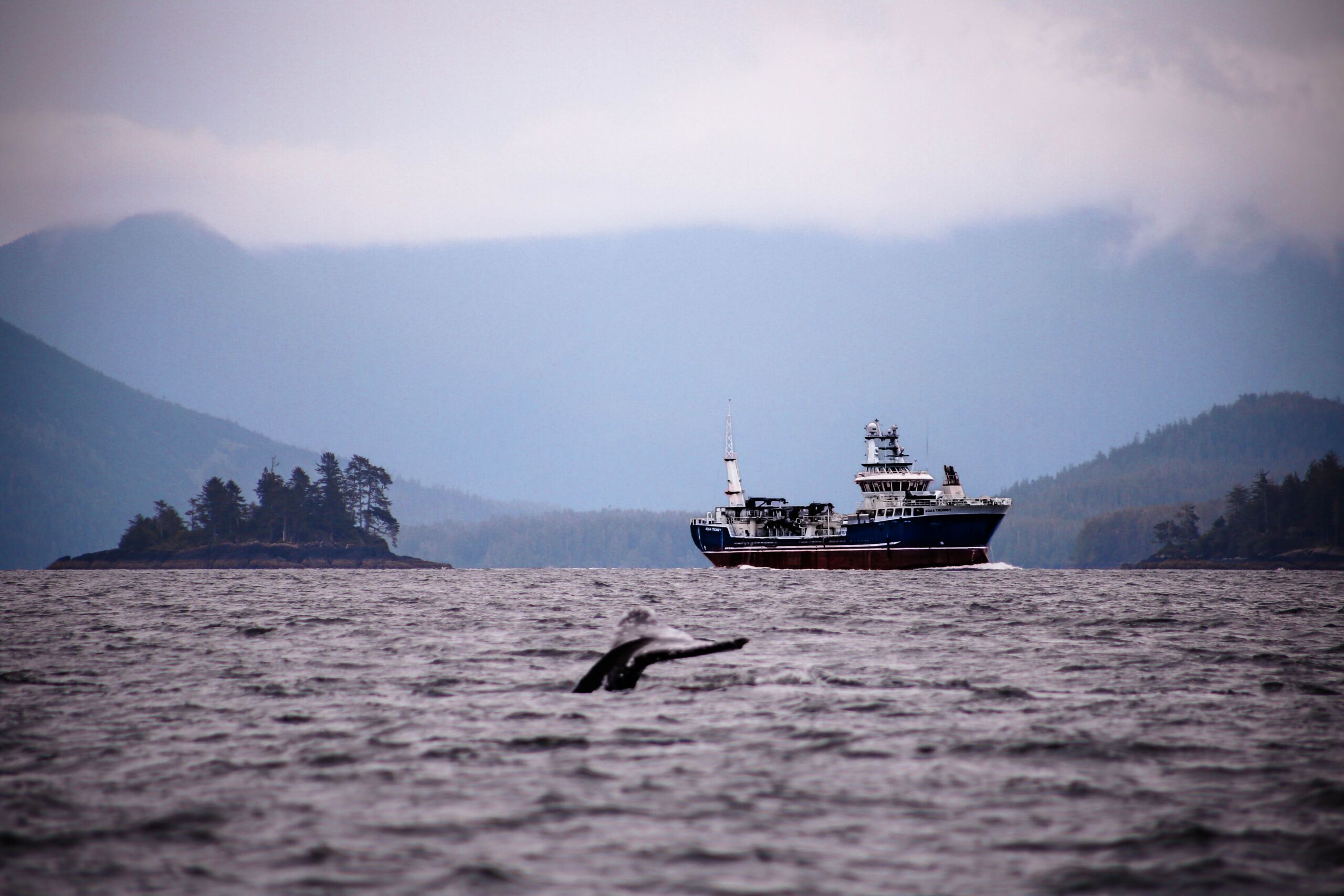 clayoquot sound whale watching