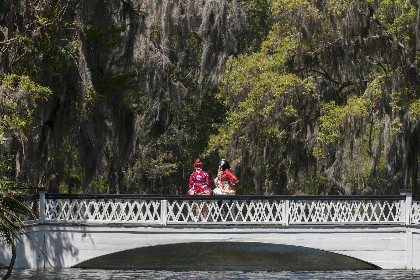The famous Long White Bridge at Magnolia Plantation and Gardens in Charleston, South Carolina 