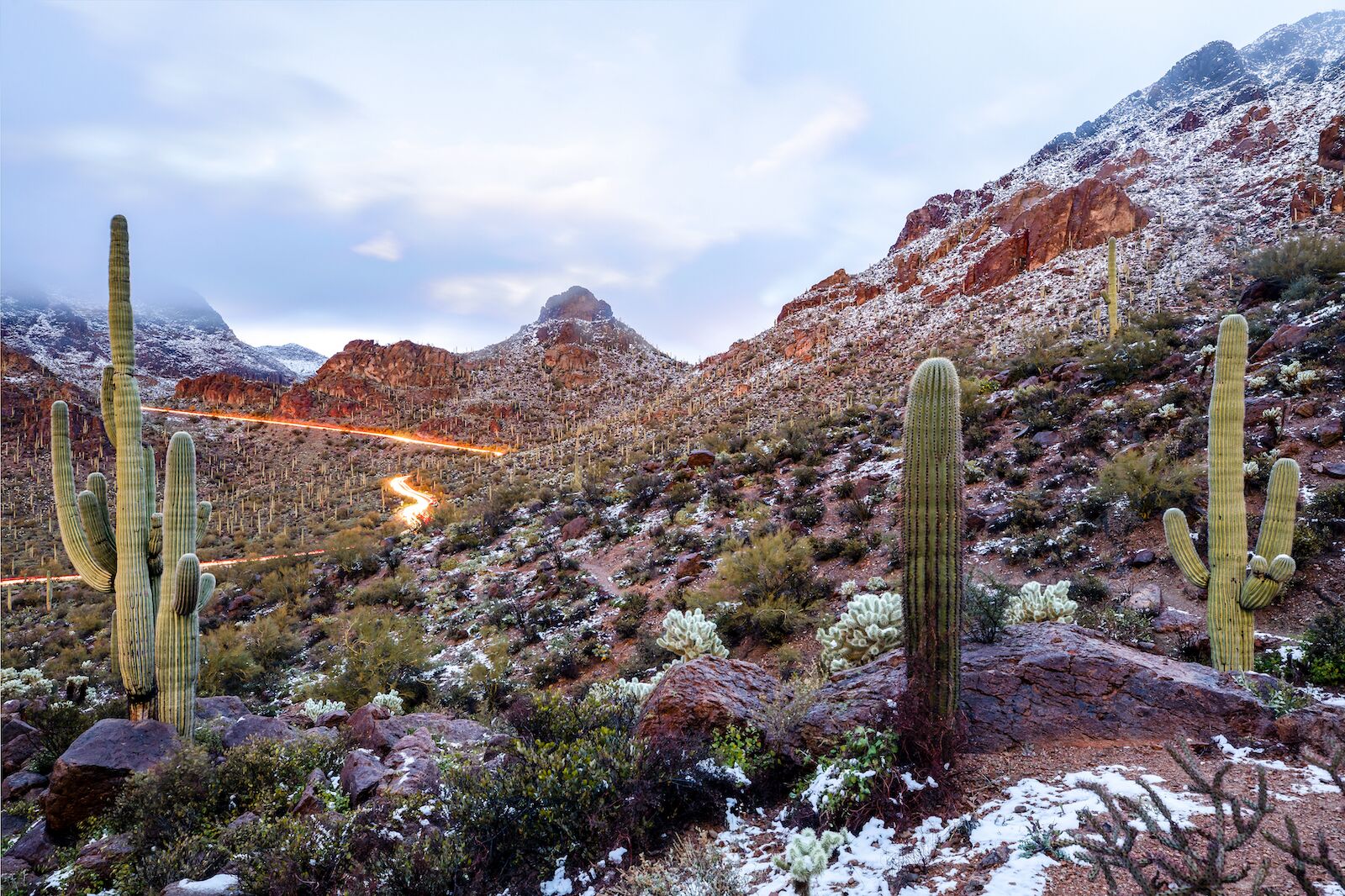 best-national-parks-to-visit-in-winter-saguaro