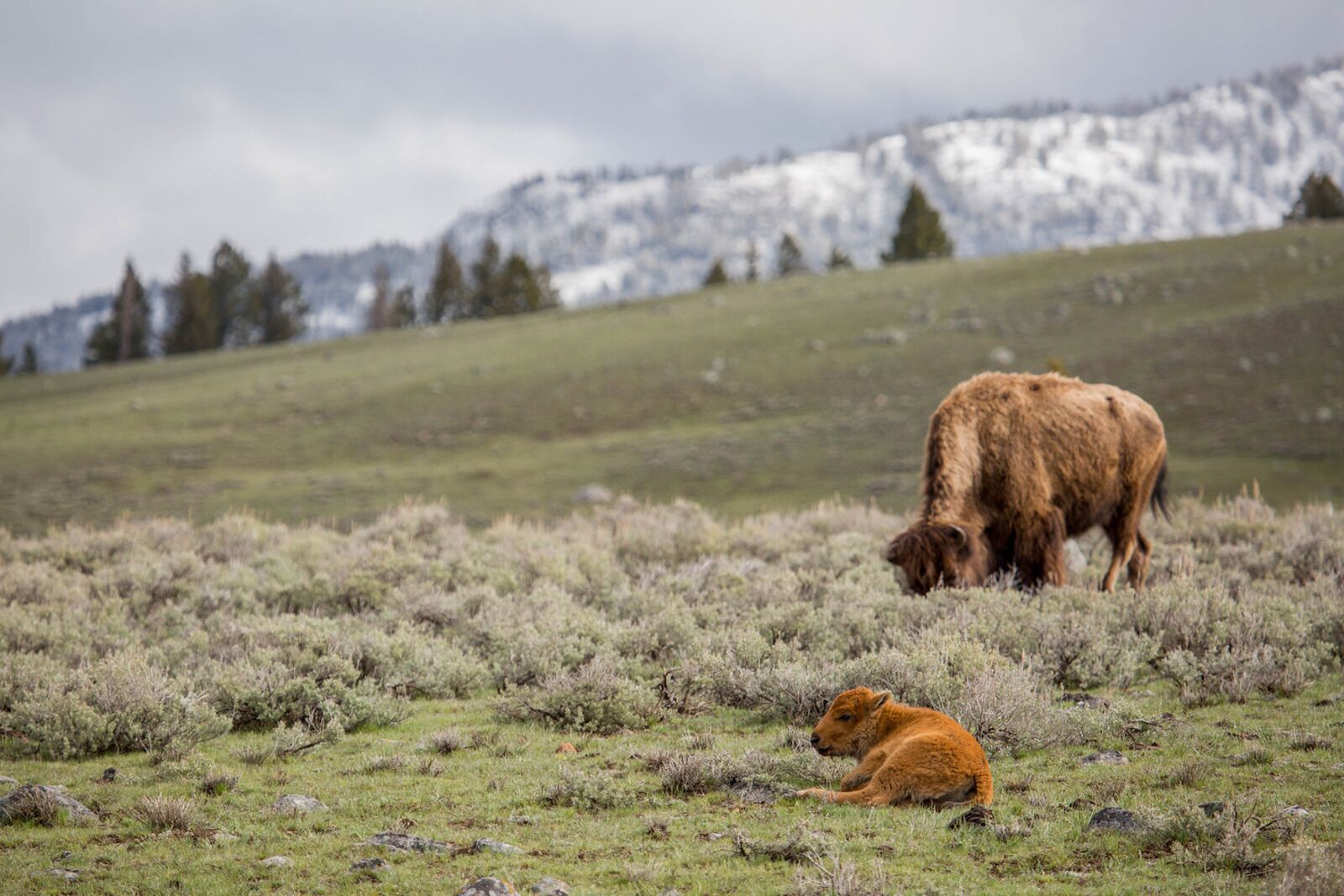 baby calf - best time to visit yellowstone to see them is spring