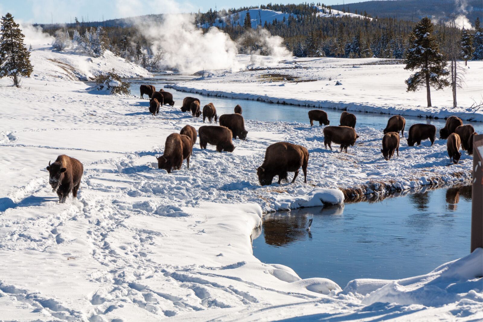 grazing bison winter yellowstone