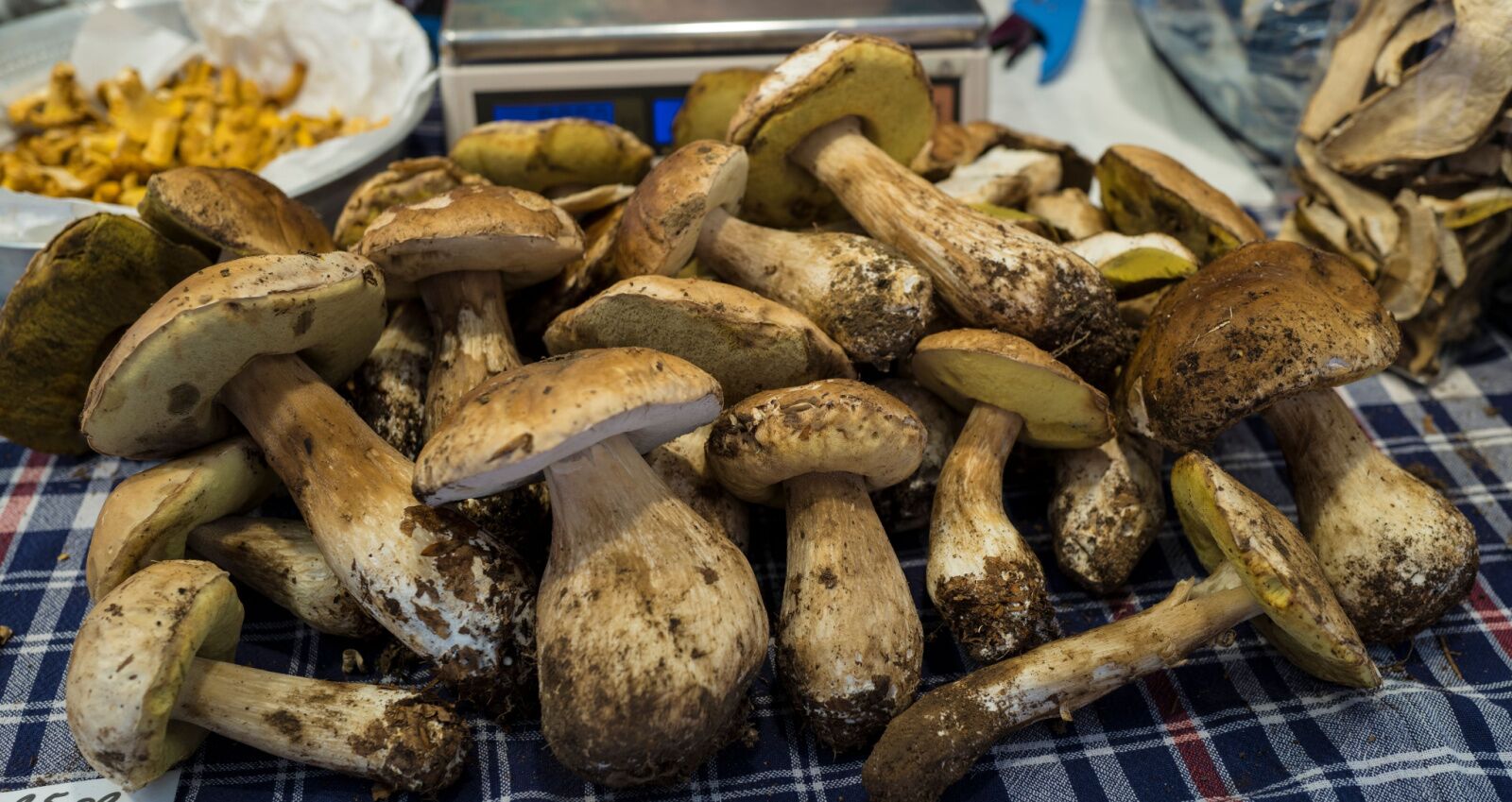 porcini mushrooms in italy