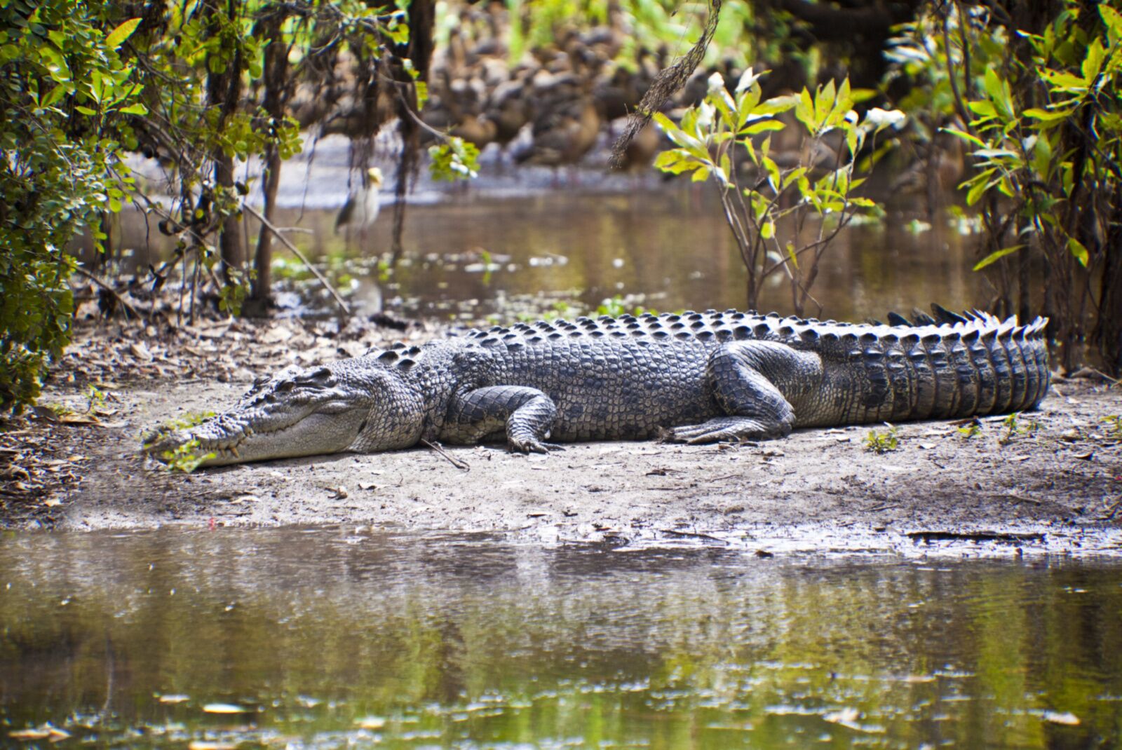 kakadu national park croc