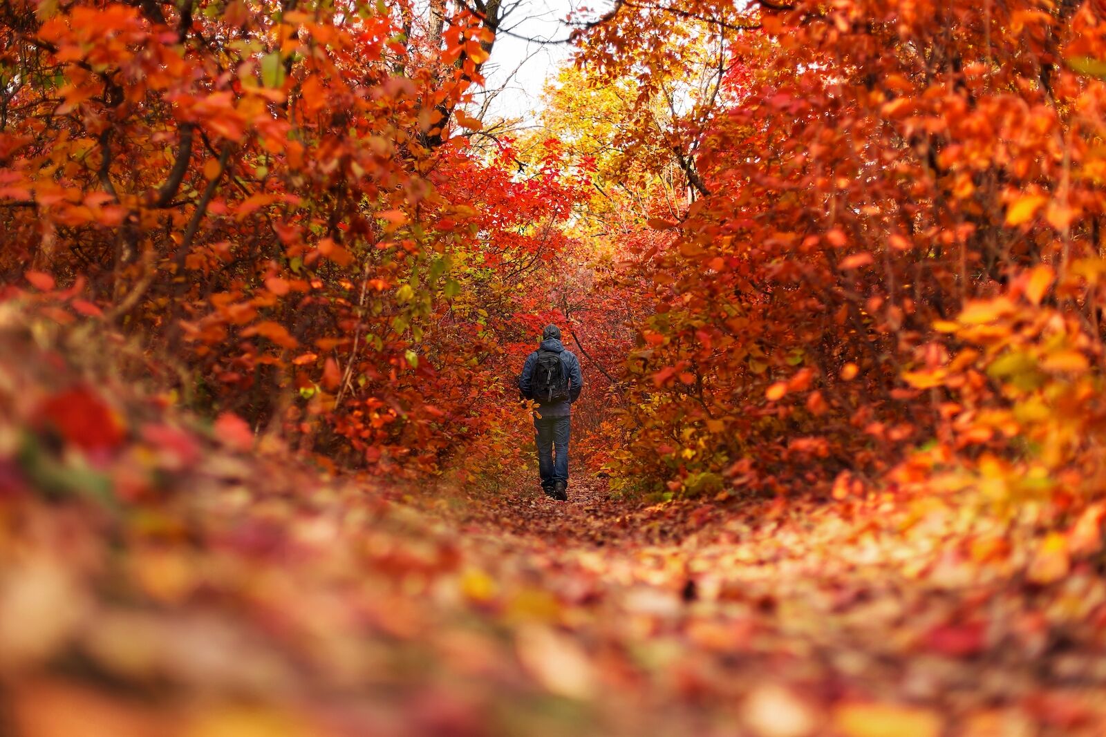 The guy walks through the autumn forest, a narrow path, yellow and red leaves.