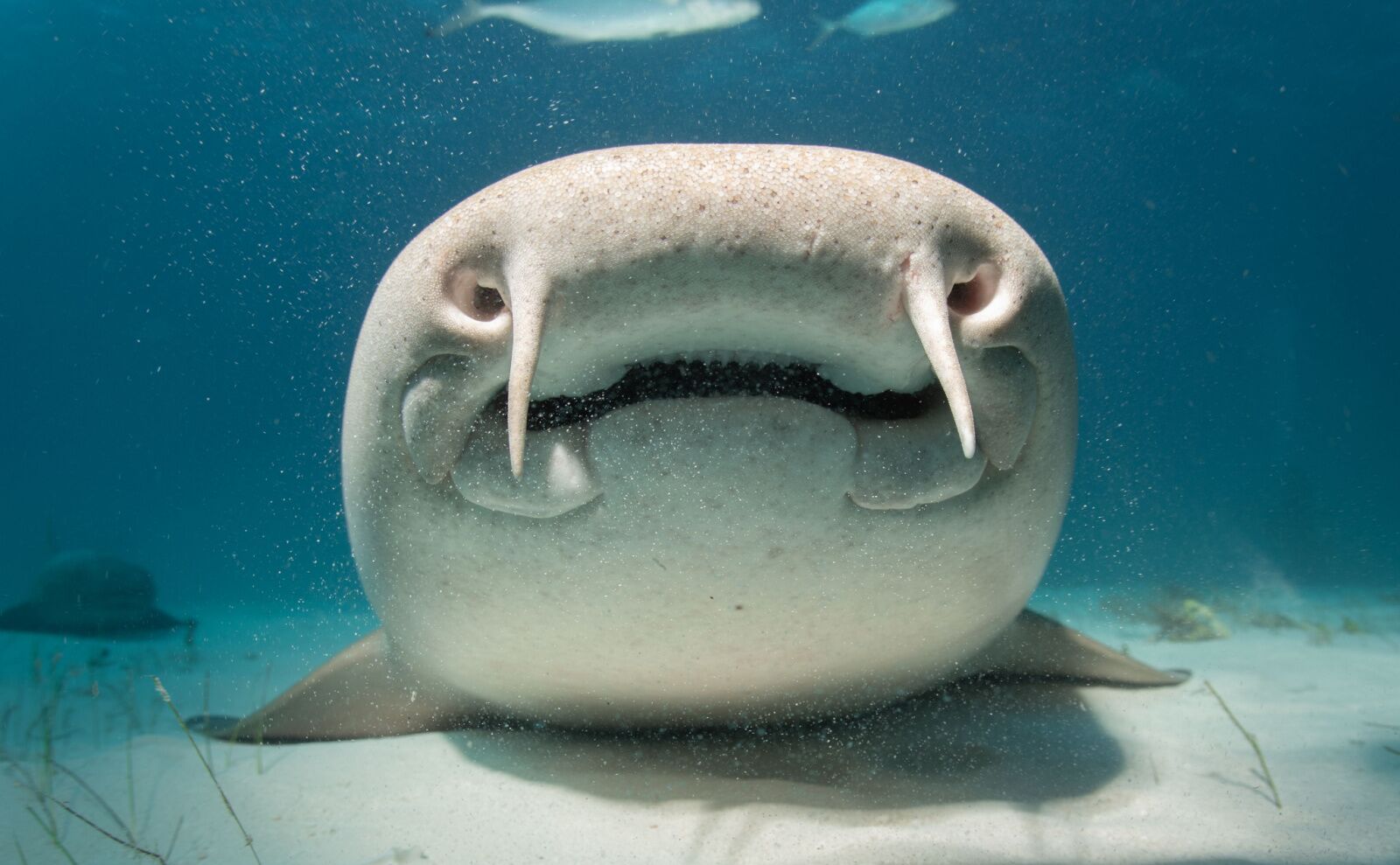 nurse shark nose - unlikely shark attack 