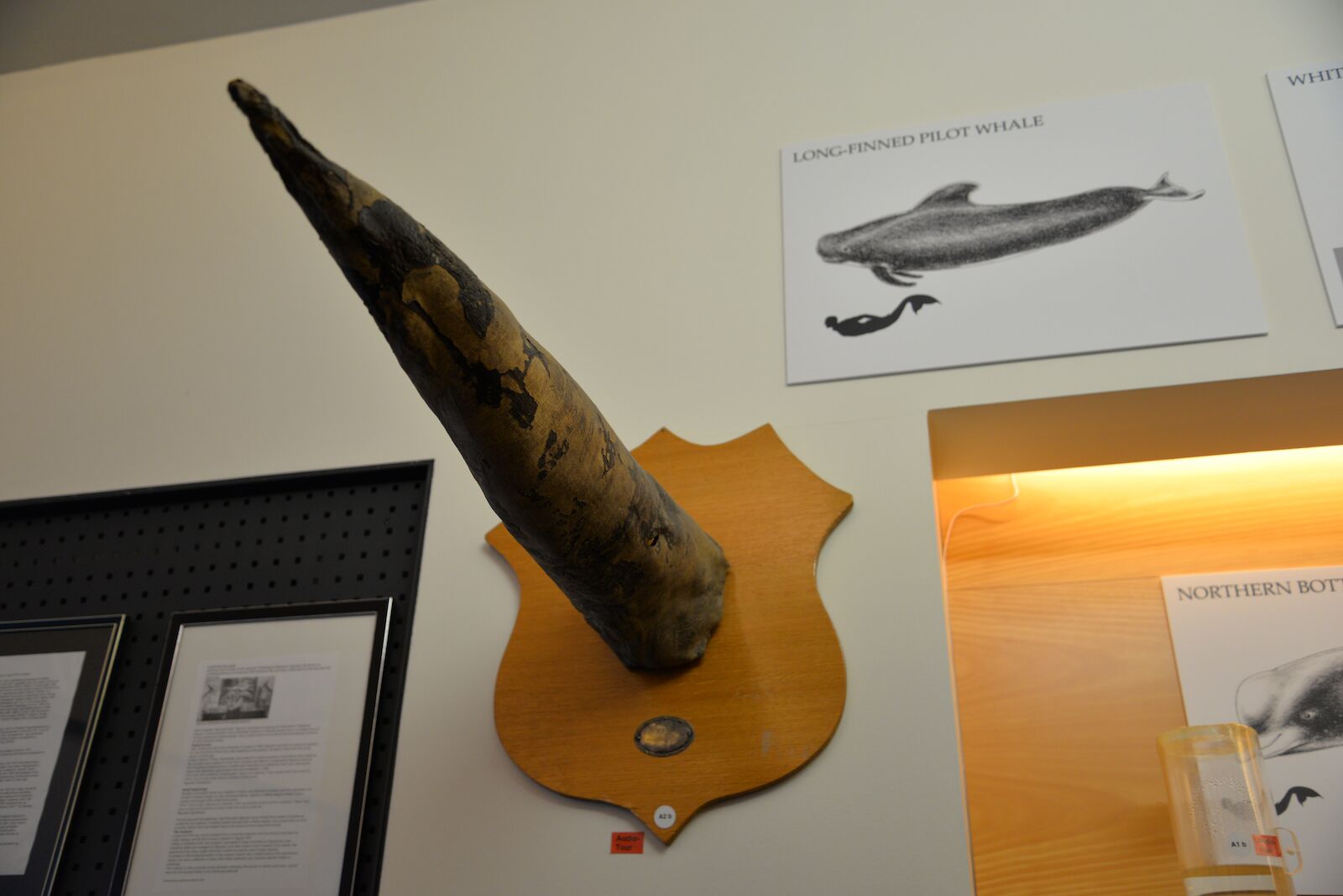 Penis of a marine animal on display at the Penis museum in Reykjavik, Iceland