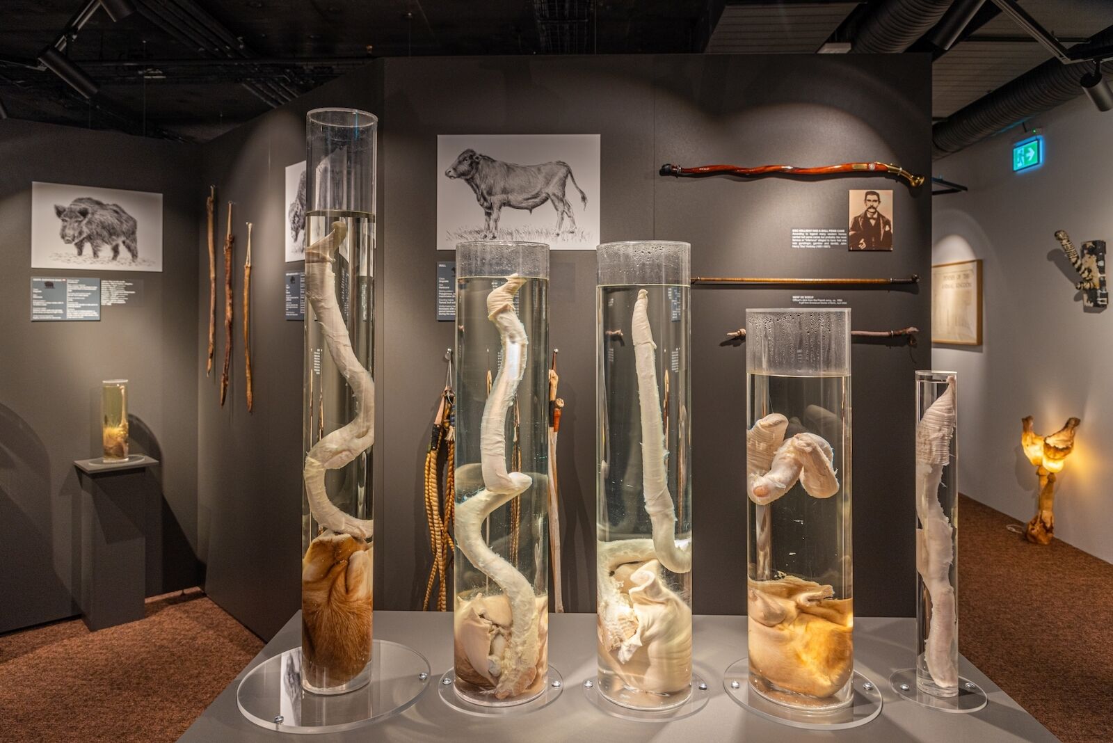specimens of animal penises at the penis museum in Iceland