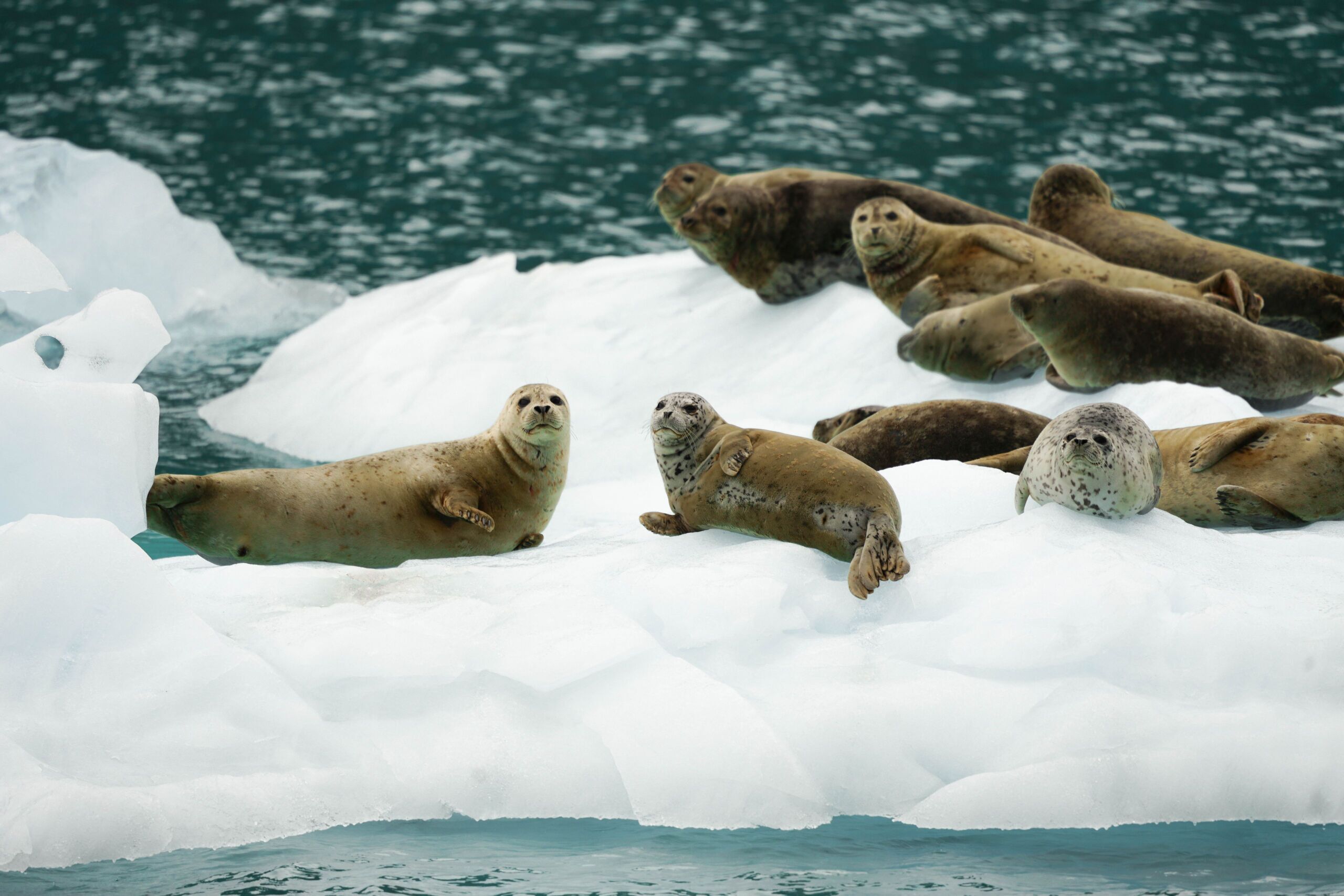 seals on an iceberg on the prince william sound