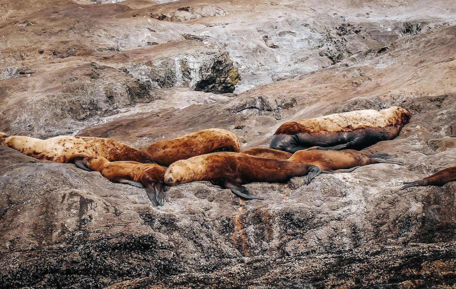 seals zoomed in sony a7 iv