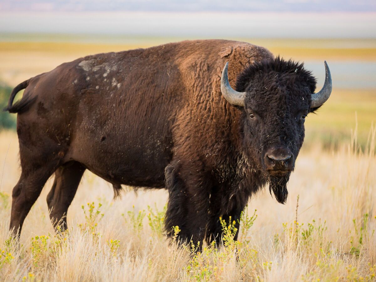 Woman Shares Video Of Being Gored By A Bison On Tiktok