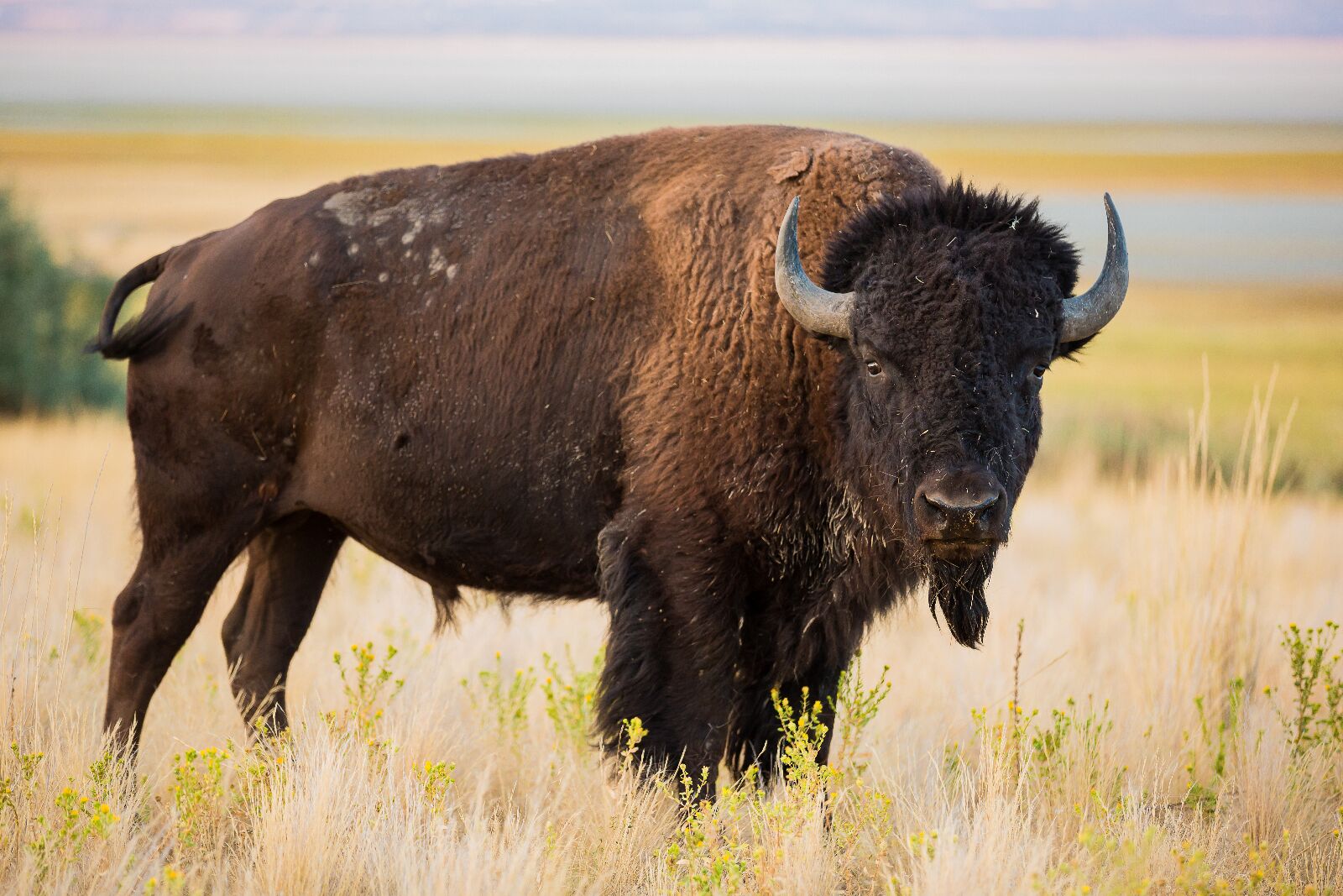 gored by bison on TikTok, American Bison in field