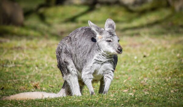 Kakadu National Park: Where To See Wallabies, Crocs And More